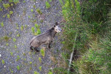Fototapeta premium 目が合う野生のニホンカモシカ/Eyes meet wild Japanese serow’s gaze