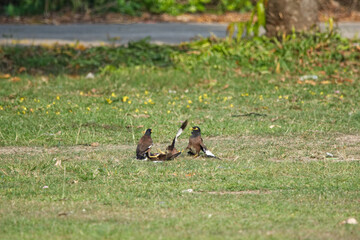 Acridotheres tristis battle on grass