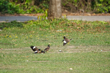 Acridotheres tristis battle on grass