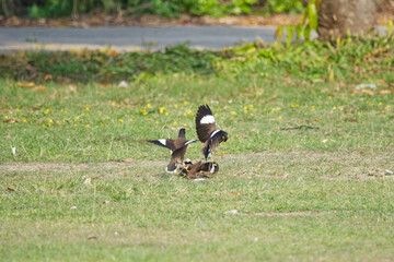 Acridotheres tristis battle on grass