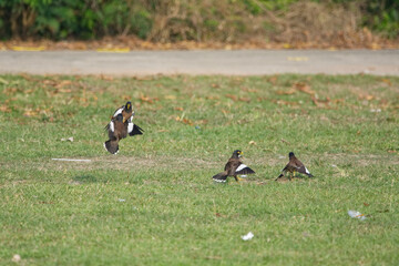 Acridotheres tristis battle on grass