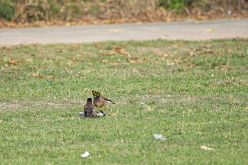 Acridotheres tristis battle on grass