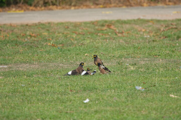 Acridotheres tristis battle on grass