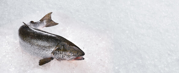 Fresh whole salmon fish seafood uncooked on ice with copy-space