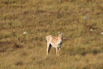 Naklejka premium Kulan (Equus hemionus) in its natural habitat. Tarkhankutsky nature reserve, Crimea. The Kulan, jigetai (Latin: Equus hemionus) or wild ass, is a species of Equidae (horse family) native to Asia.