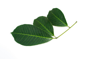 Hevea brasiliensis leaf isolated on white background.Rubber leaves.