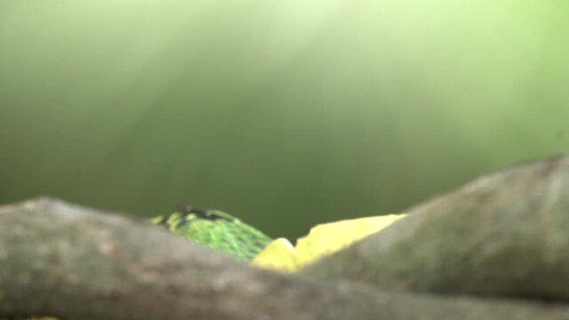 Sa&iacute;-verde, Chlorophanes spiza, green-headed tanager male and female eating fruit