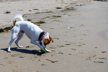 jack russell terrier running on beach