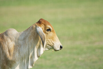 cow in the meadow