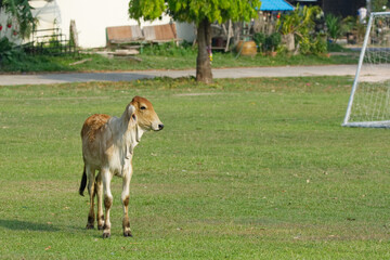 cow in the meadow