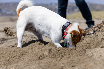 jack russell terrier digging 