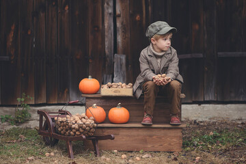 Little stylish boy with pumpkins and nuts.  © Jacek