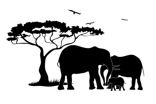 Family of elephants in Africa. Black silhouette animals, tree, birds. Wildlife protection concept.