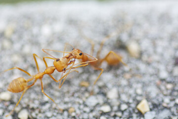 red ants fighting on the ground