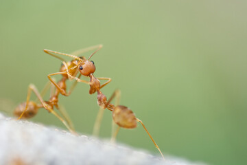 red ants fighting on the ground