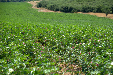 
cotton plantation during flowering, early August in plains of Greece