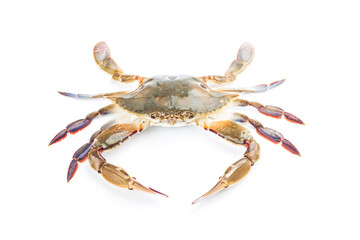 a live red star swimming crab on a white background