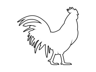 Fototapeta premium Vector Illustration. Black Silhouette of a rooster design. isolated male chicken on a white background