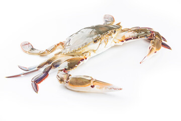 a live red star swimming crab on a white background