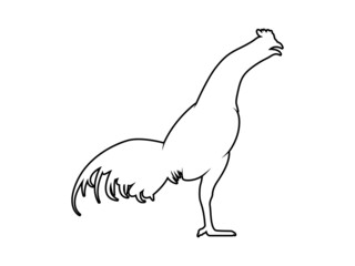 Vector Illustration. Black Silhouette of a rooster design. isolated male chicken on a white background