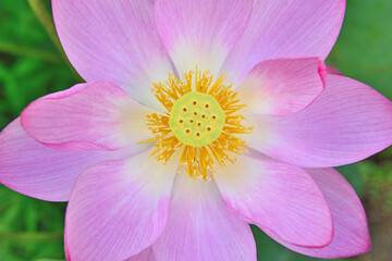 古代ハス園の蓮