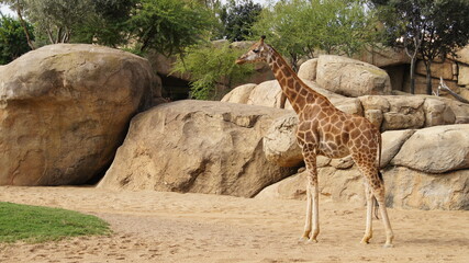 Beautiful giraffe in the Biopark. Zoo in Valencia, Spain.