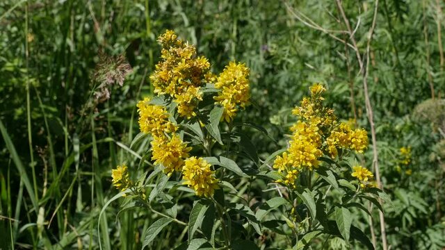 yellow flowers hypericum in nature zoom out