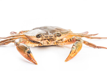 A live crab on top of a white background