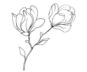 Magnolia branch, black lines flower. Spring blossom. Sketch black ink on white background.