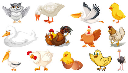 Set of different birds cartoon style isolated on white background