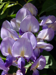 Glycine