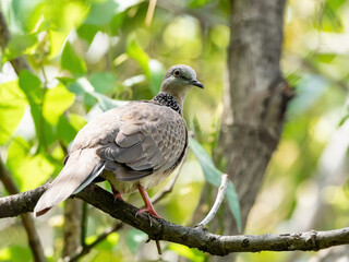 Close up Spotted Dove Perched on Branch Isolated on Nature Background