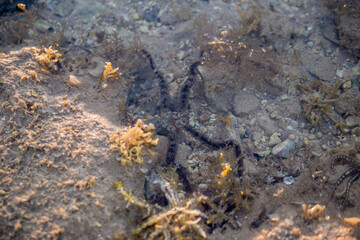 black starfish in sea water