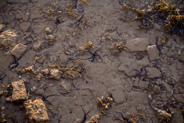 black starfish in sea water