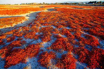 Bedwell Bayfront Park, Menlo Park, California
