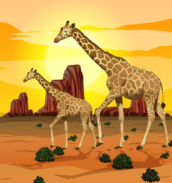 Giraffe in nature background
