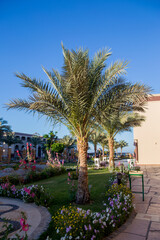 Arab buildings with palm trees in the hotel
