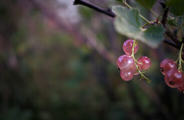 Pink currants growing in the summer