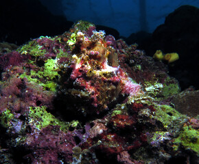 Fototapeta na wymiar Warty frogfish Antennarius maculatus Cebu Philippines