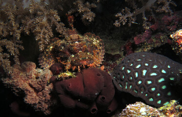 Bearded scorpionfish camouflaged amongst corals Cebu Philippines  