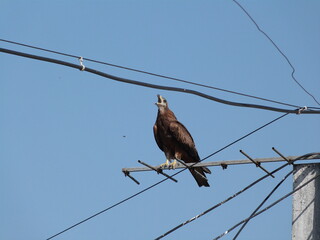 Bird of prey Black Kite
