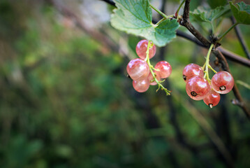 Pink currants growing in the summer