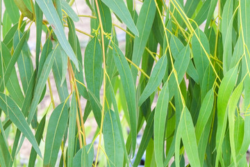 Fototapeta na wymiar Fresh green leaves of eucalyptus tree on branch close-up.