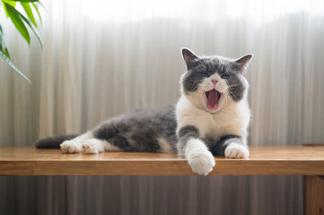 British shorthair cat lying on the table and yawning