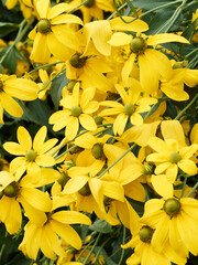 Fototapeta premium Rudbeckia laciniata 'Goldquelle' or Schlitzblättrige Sonnenhut