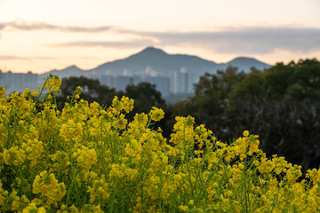 山の朝焼けと黄色い菜の花畑