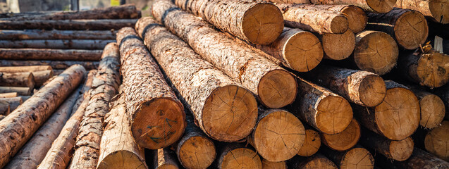 Log spruce trunks pile. Sawn trees from the forest. Logging timber wood industry. Cut trees along a...