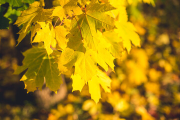 Fototapeta na wymiar Orange autumn leaves background.