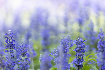Obraz na płótnie Canvas Nature view purple lavender flower on blurred greenery background under sunlight with bokeh and copy space using as background natural plants landscape, ecology cover wallpaper concept.
