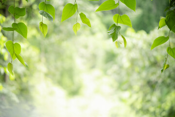 Fototapeta na wymiar Closeup beautiful attractive nature view of green leaf on blurred greenery background in garden with copy space using as background natural green plants landscape, ecology, fresh wallpaper concept.